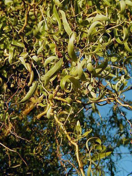 Saule matsudana 'Tortuosa'