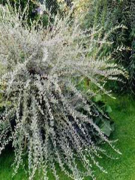 Saule rampant 'Nitida'