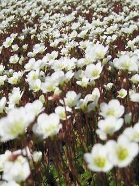 Saxifrage 'Adebar'