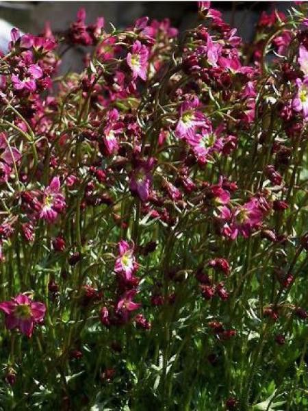 Saxifrage d'Arends 'Bluetenteppich'