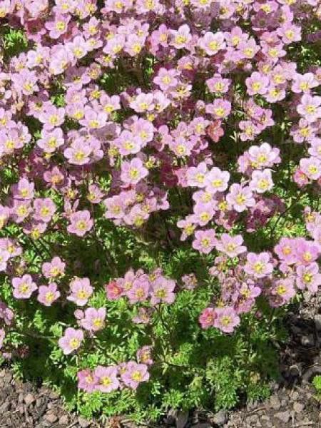 Saxifrage d'Arends 'Knapton Pink'