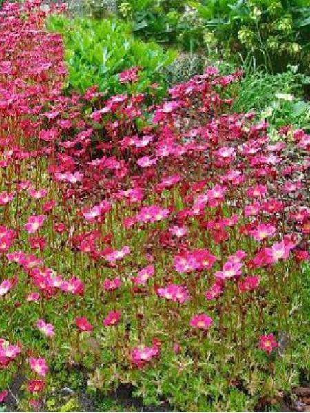 Saxifrage d'Arends 'Peter Pan'