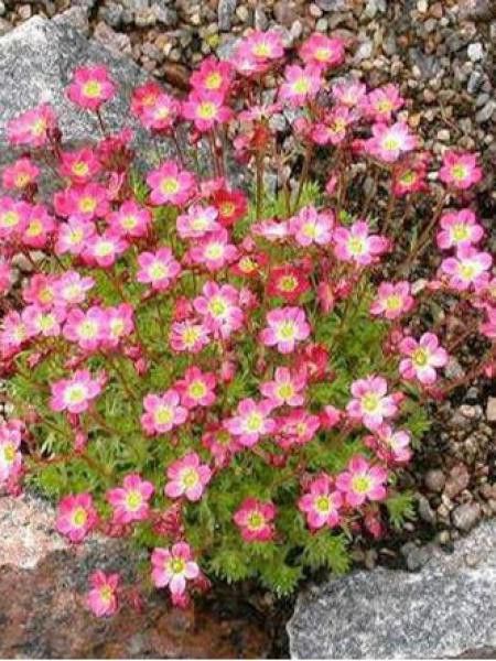 Saxifrage d'Arends 'Purpurmentell'