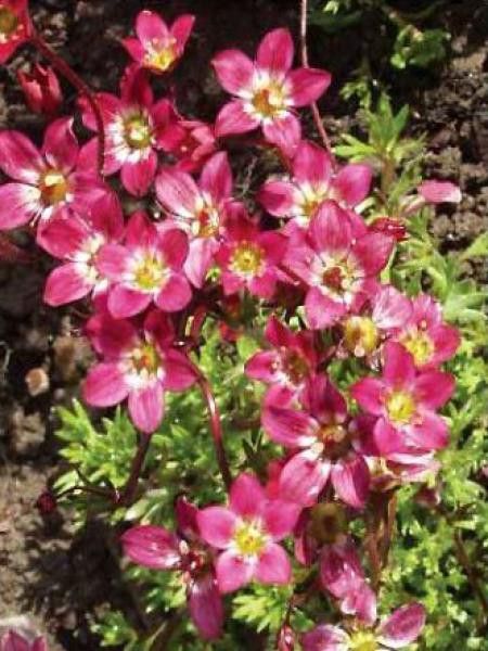 Saxifrage d'Arends 'Purpurteppich'