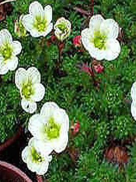 Saxifrage d'Arends 'White Pixie'