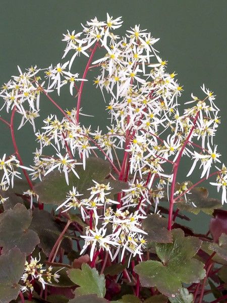 Saxifrage fortunei 'Rubrifolia'