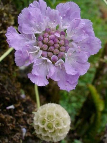Scabieuse à feuilles de graminée