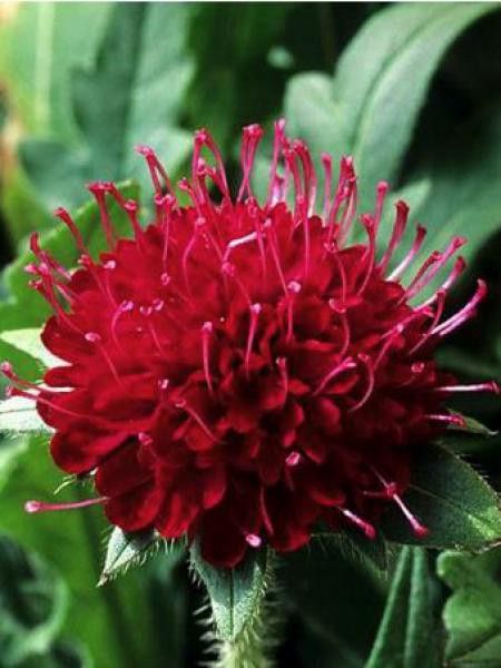 Scabieuse 'Crimson Cushion'
