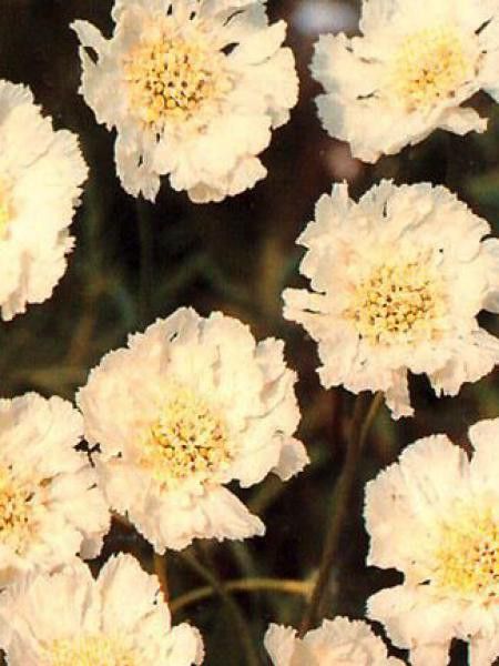 Scabieuse du Caucase 'Alba'