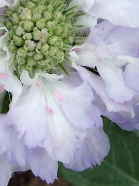 Scabieuse du Caucase 'Clive Greaves'