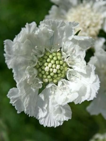 Scabieuse du Caucase 'Miss Willmott'