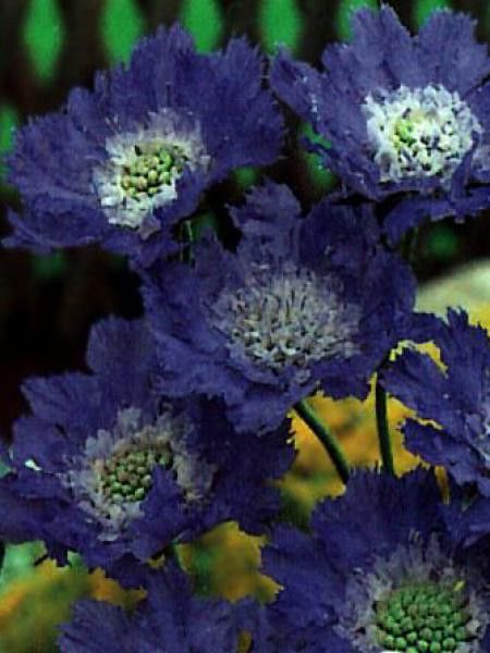 Scabieuse du Caucase 'Perfecta'