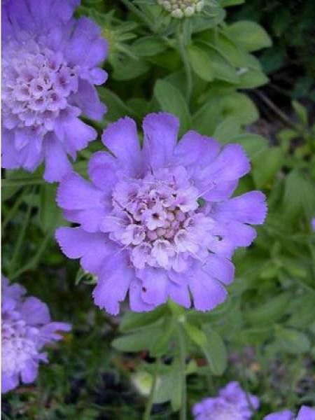 Scabieuse du Caucase 'Stäfa'