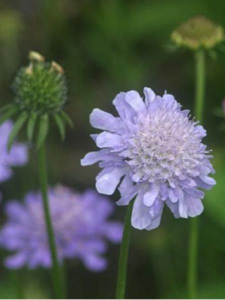 Scabieuse du Japon 'Alpina'