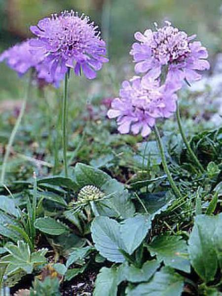 Scabieuse lucida