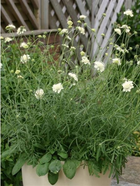 Scabieuse 'Moondance'