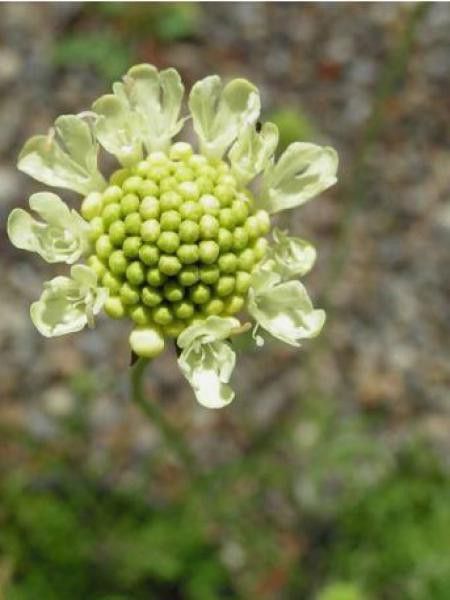 Scabieuse ochroleuca