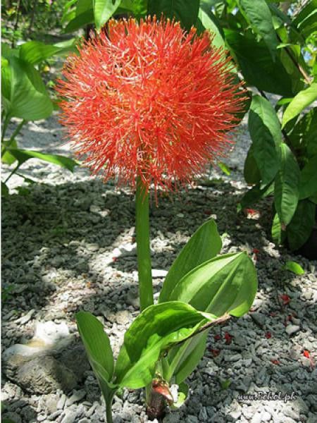 Scadoxus multiflorus