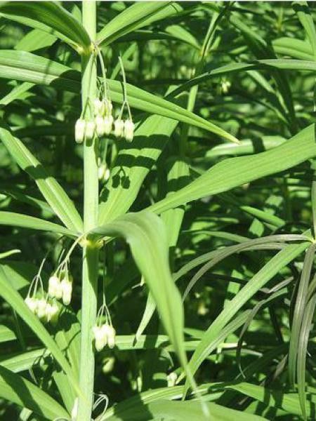 Sceau de Salomon 'Giant One'