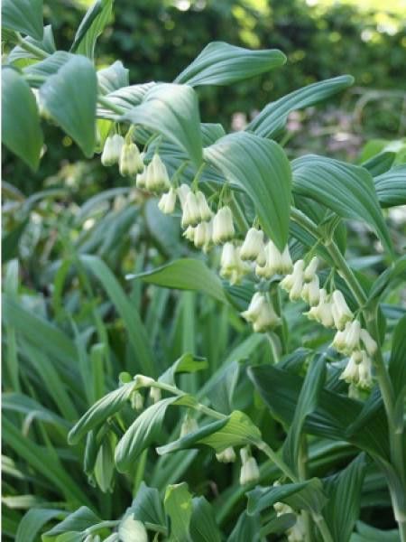 Sceau de Salomon 'Gigantheum'