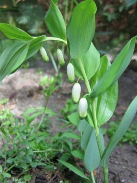 Sceau de Salomon odorant