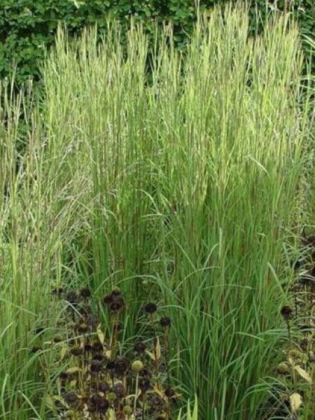 Schizachyrium scoparium 'Cairo'