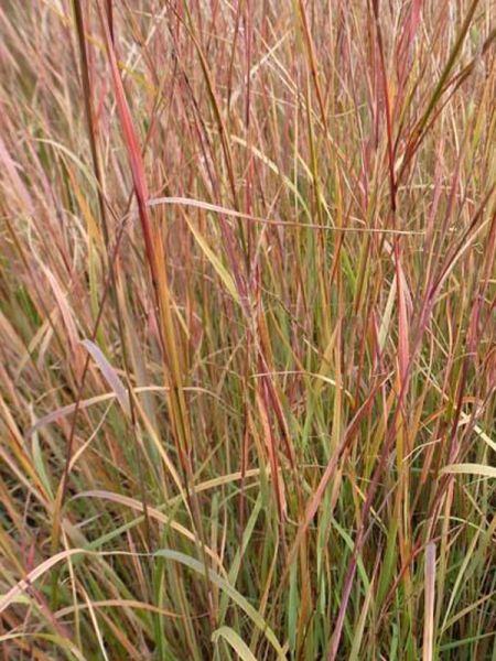 Schizachyrium scoparium 'Explosion'