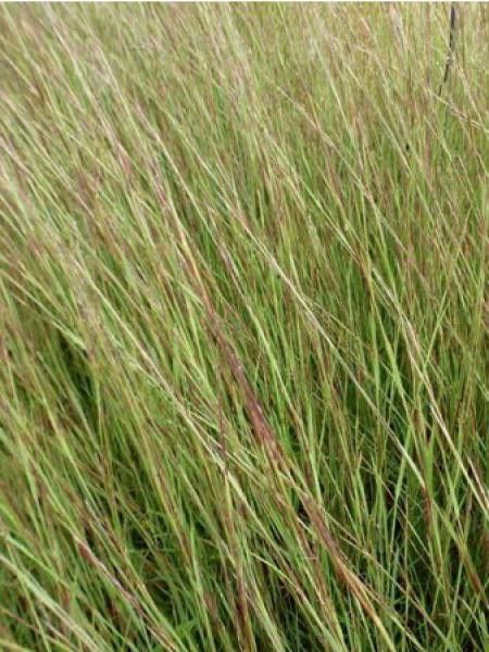 Schizachyrium scoparium 'Rakete'