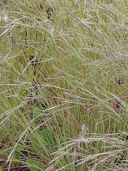 Schizachyrium scoparium 'Wild West'