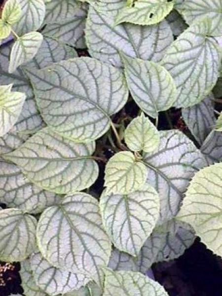 Schizophragma hydrangeoides 'Moonlight'