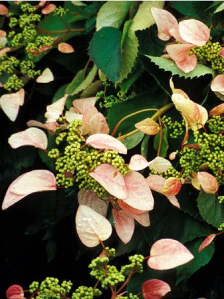Schizophragma hydrangeoïdes 'Rose Sensation®'
