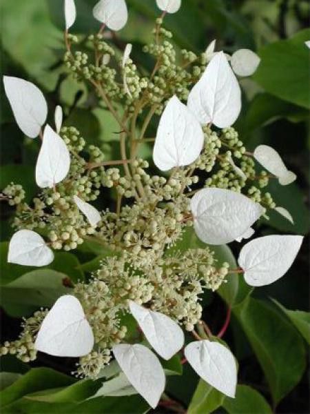 Schizophragma hydrangeoïdes