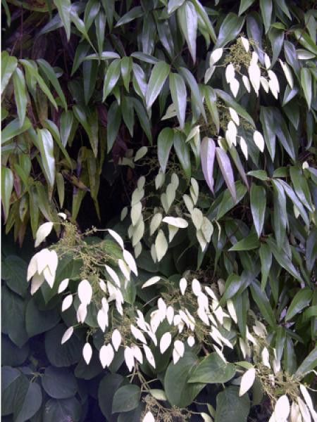 Schizophragma integrifolia 