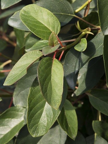 Schizophragma Red Rhapsody 'monlabahe'