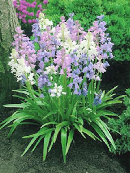 Scille campanulée en mélange