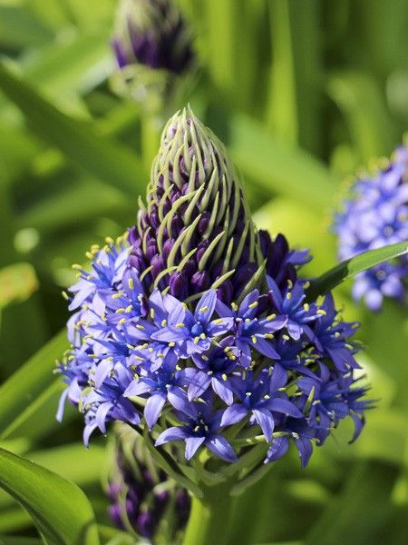 Scille géante du Pérou