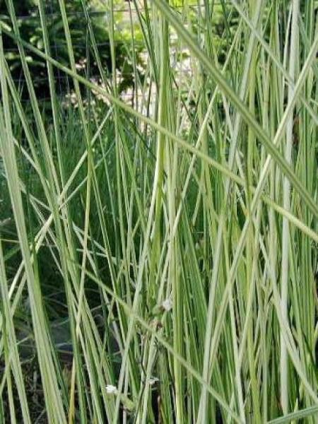 Scirpe des grands lacs 'Albescens'