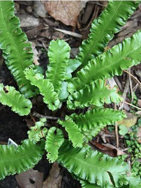 Scolopendre langue de bœuf 'Angustifolia'