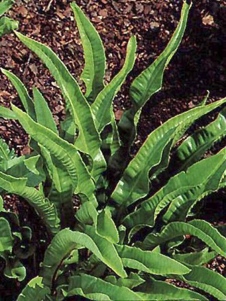 Scolopendre langue de bœuf