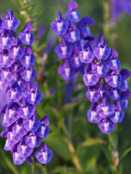 Scutellaire baicalensis