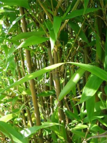 Semiarundinaria fastuosa