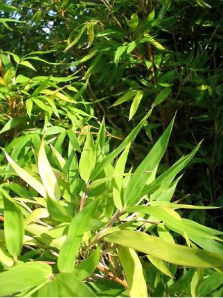 Semiarundinaria kagamiana 