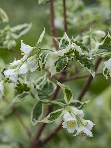 Seringat, Jasmin des poètes 'Variegatus'