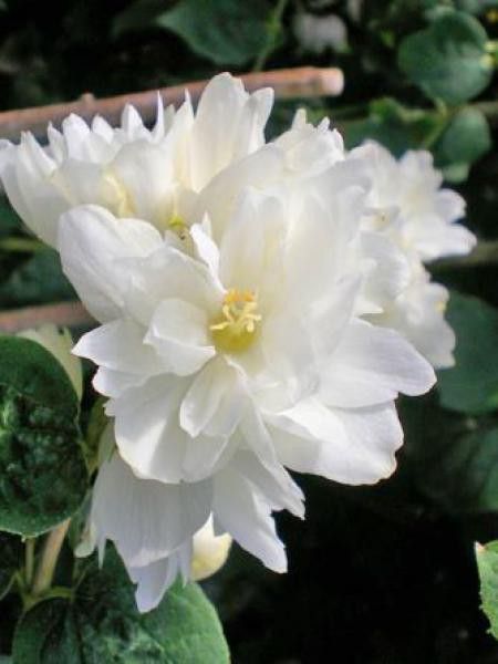 Seringat 'Schneesturm'