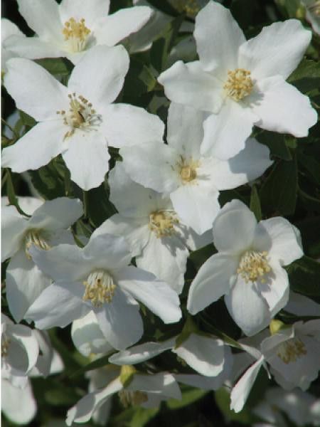 Seringat 'Silver Showers'