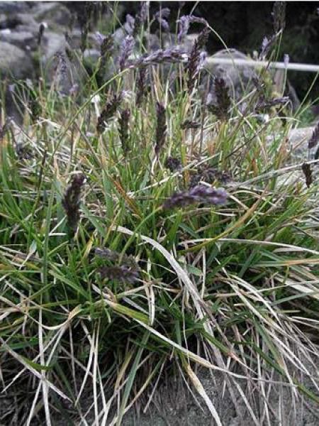 Sesleria albicans