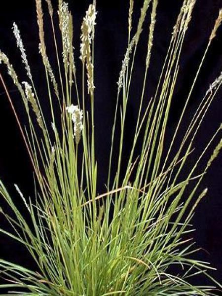 Sesleria autumnalis 