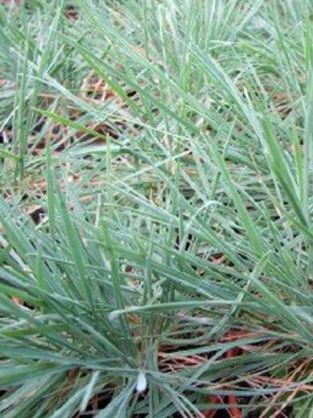 Sesleria glauca