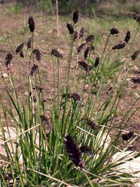 Sesleria heufleriana