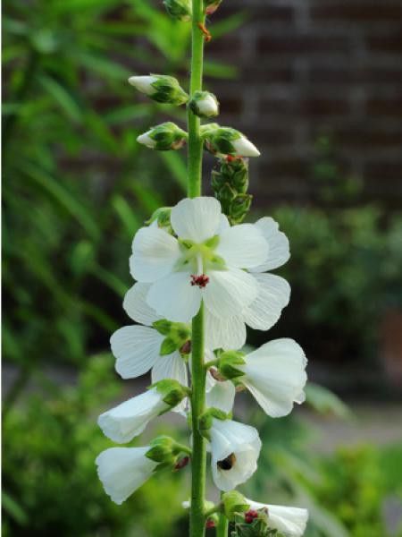 Sidalcea candida 'Bianca'
